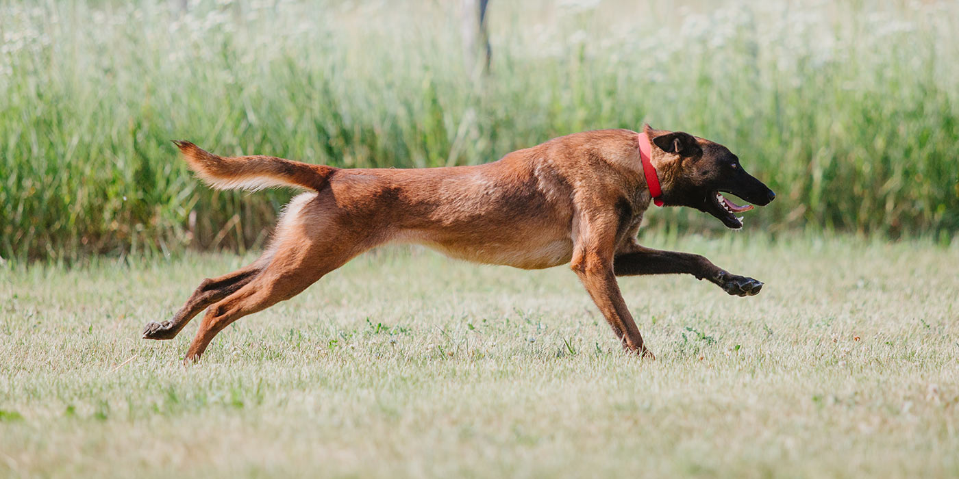 Belgian Malinois dog running at a high speed through a field
